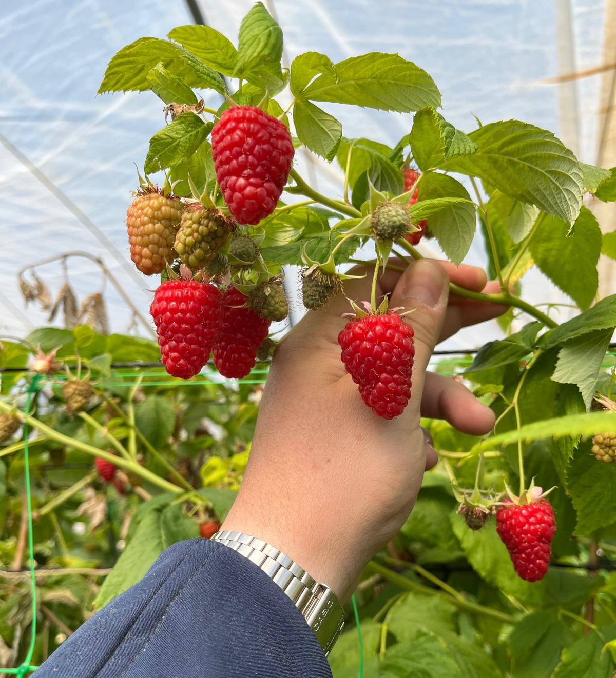 Equipo de Plantae Consulting